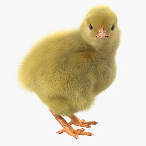 Chick Rigged