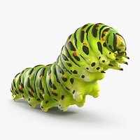 Swallowtail Caterpillar or Papilio Machaon Rigged