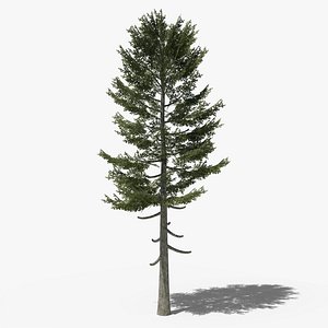 Pine v3 model