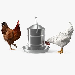 3D Poultry Feeder with Chickens Rigged for Maya model