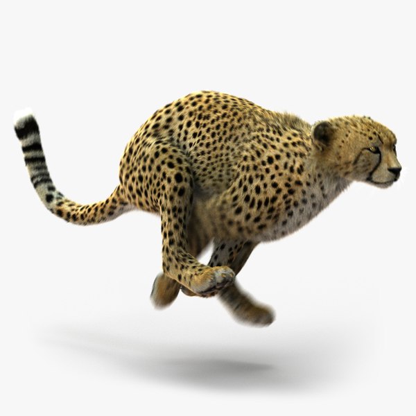 cheetah fur animation 3d ma