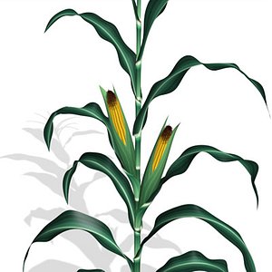 max corn plant