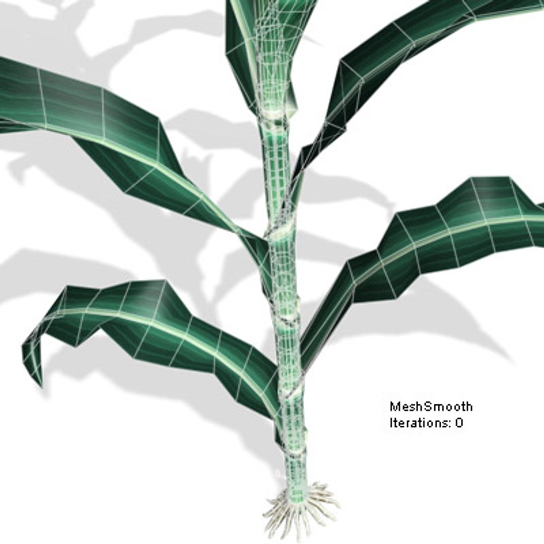 Max Corn Plant
