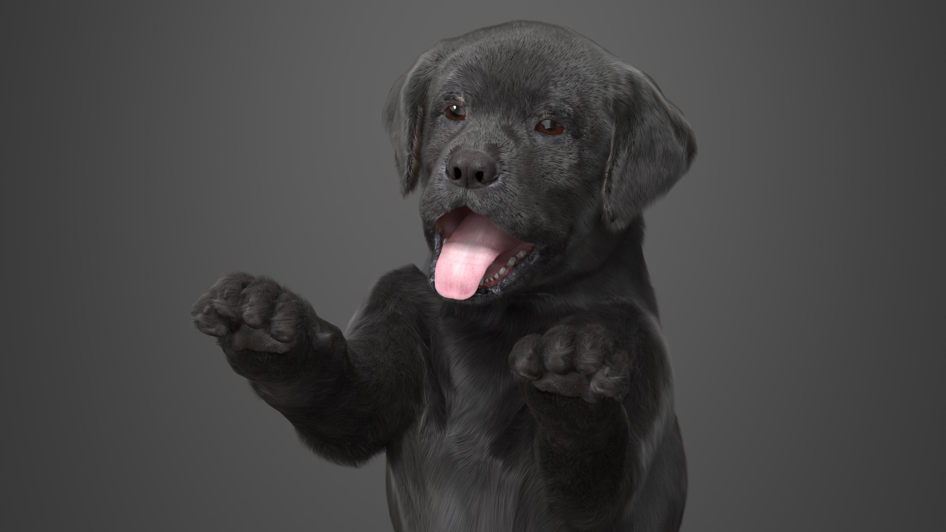 3D Labrador Retriever Puppy Black Fur Rigged Model - TurboSquid 2422785