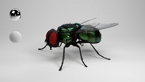 housefly house fly 3D