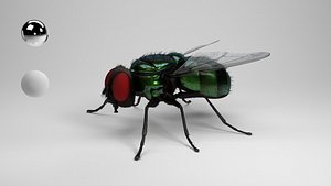 housefly