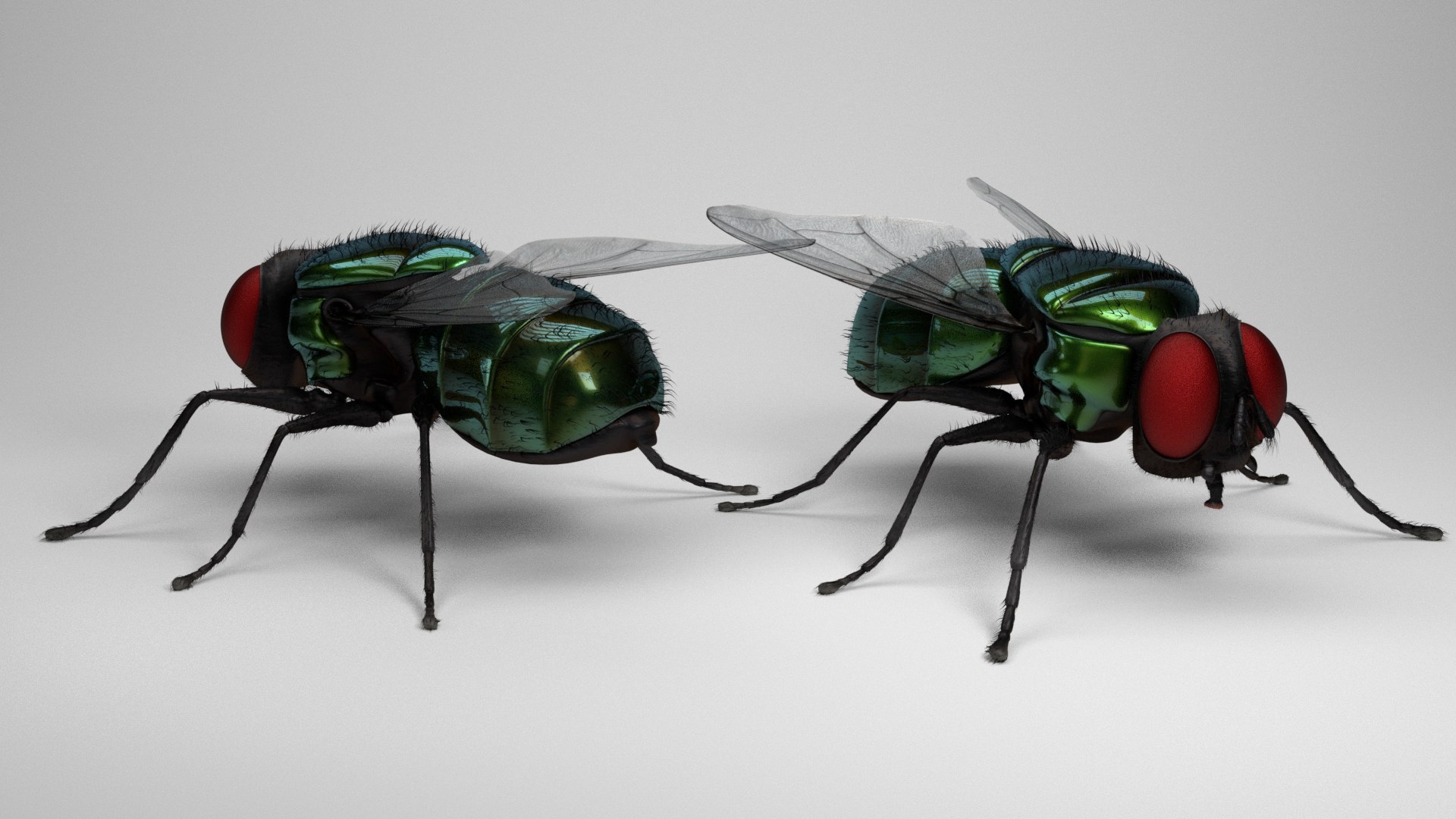 Housefly House Fly 3D - TurboSquid 1485572