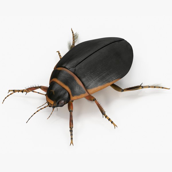 modelo 3d Insecto Escarabajo Acuático Marrón Realista Aparejado para ...