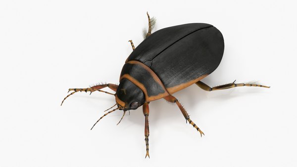 modelo 3d Insecto Escarabajo Acuático Marrón Realista Aparejado para ...