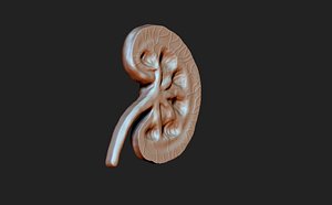 3d kidney model