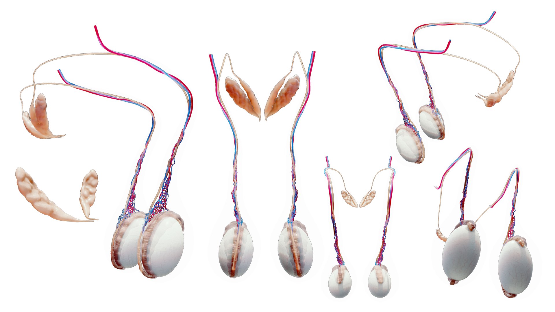 Male Testicles Testes Anatomy 3D Model TurboSquid 2142308