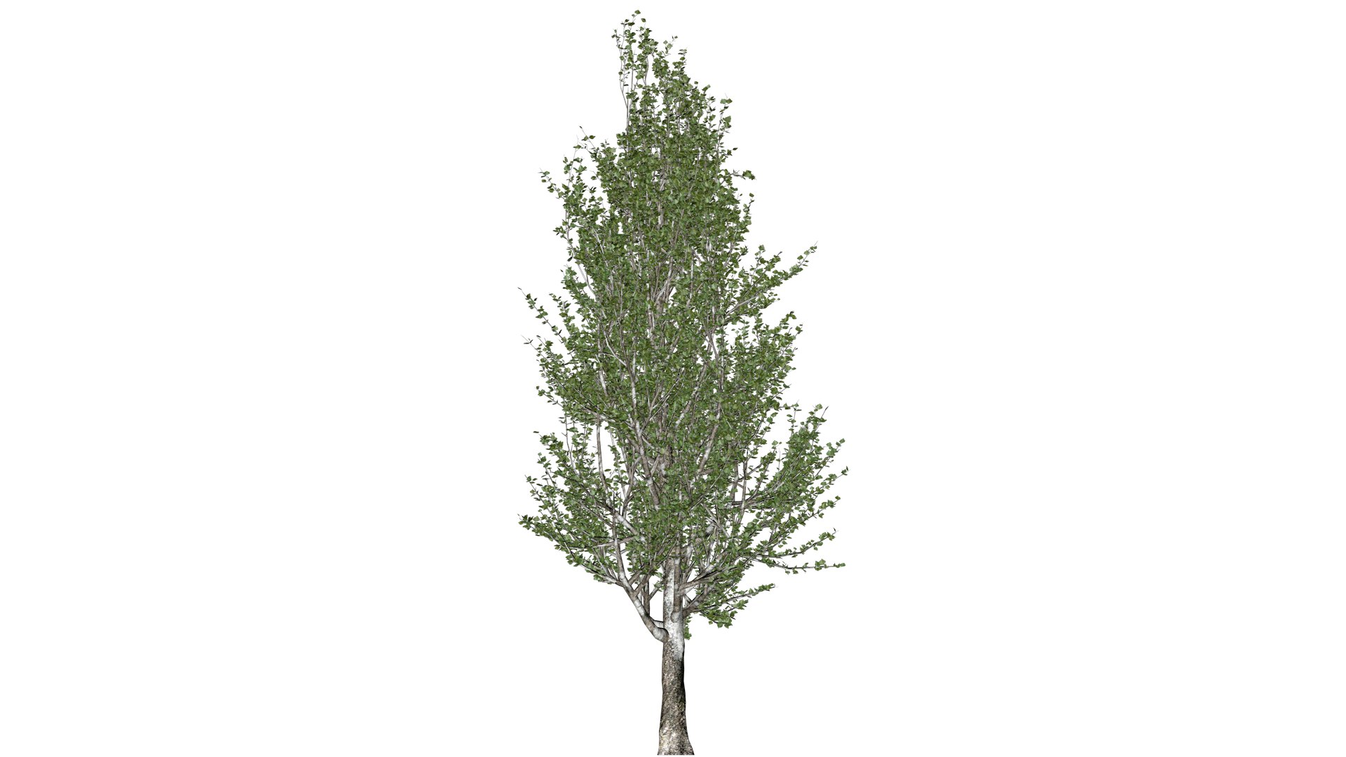 3D Lombardy Poplar Tree - 10 - - TurboSquid 2377008