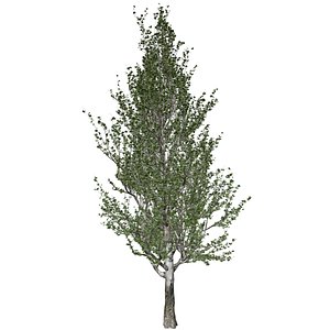 3D Lombardy Poplar Tree - 10 -