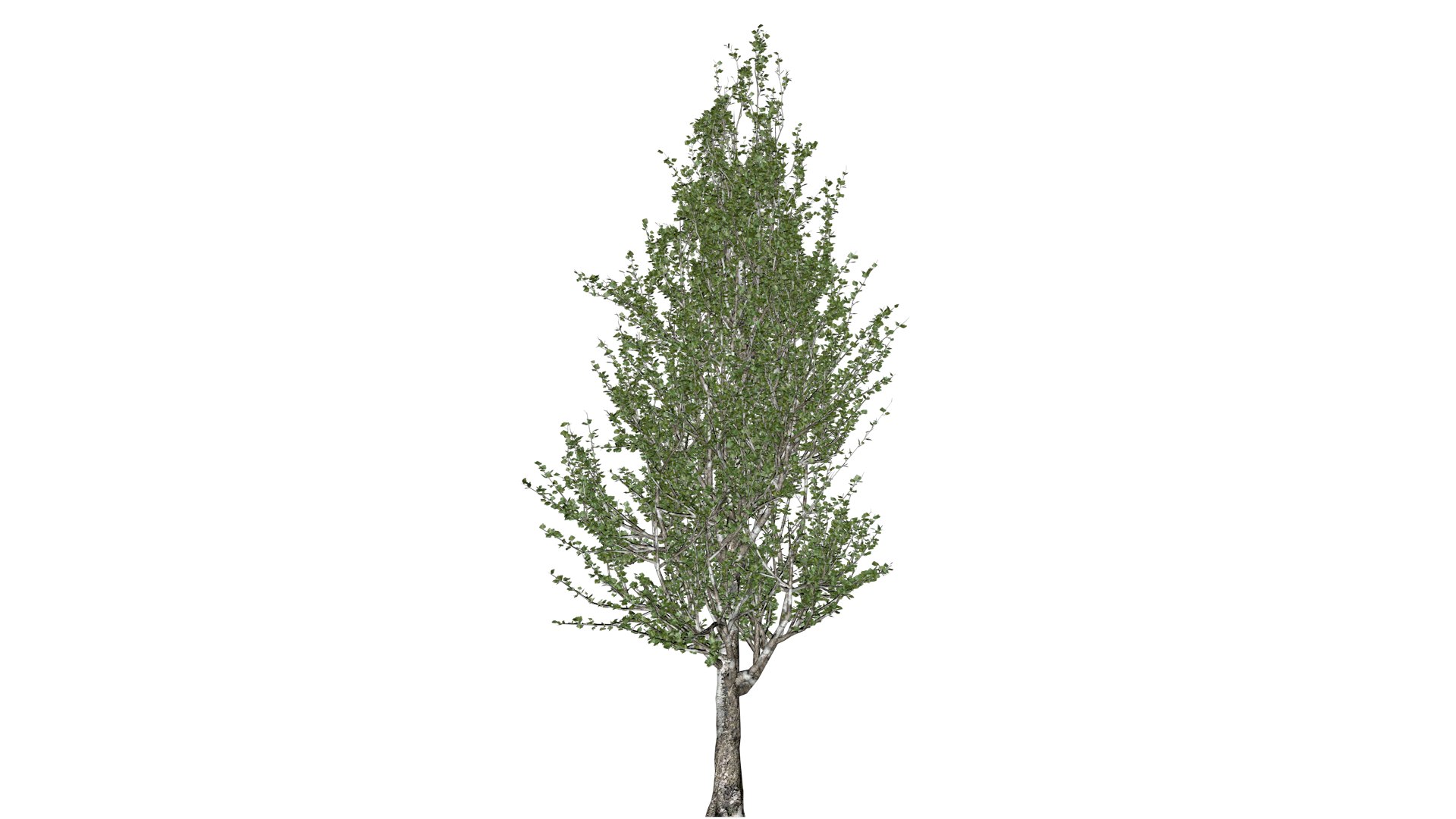 3D Lombardy Poplar Tree - 10 - - TurboSquid 2377008