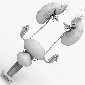 Female Uterus Reproductive System with Kidneys