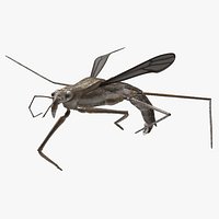 Water Strider Rigged for Maya