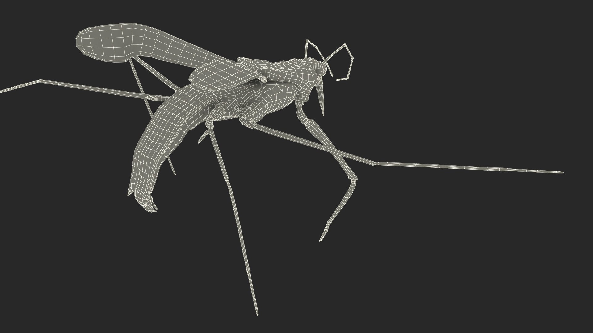 3D model Water Strider Rigged for Maya - TurboSquid 2127139