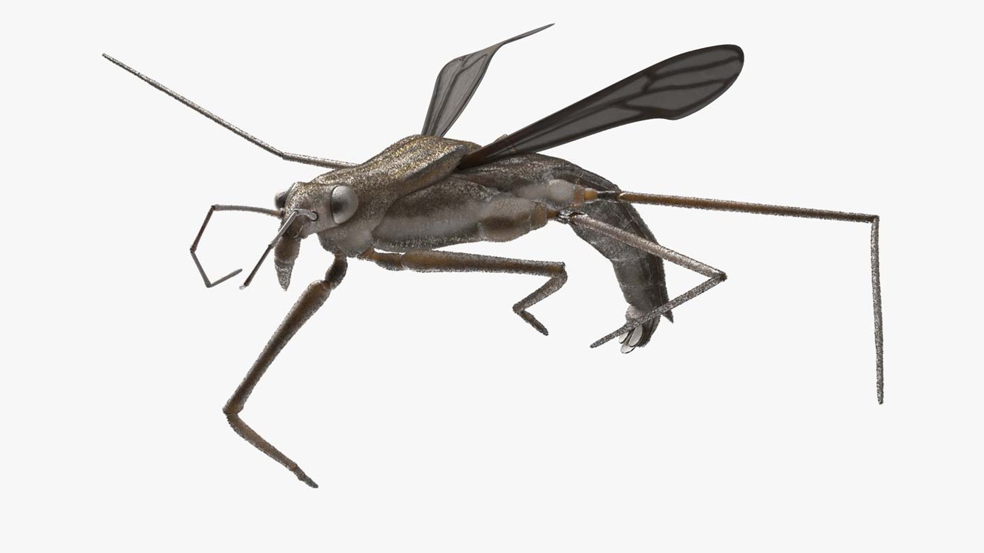 Water Strider Rigged for Maya 3D model preview