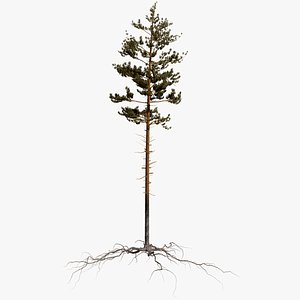 pine tree 2 3D model