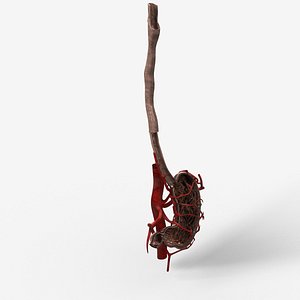 Human Stomach with Blood Vessels