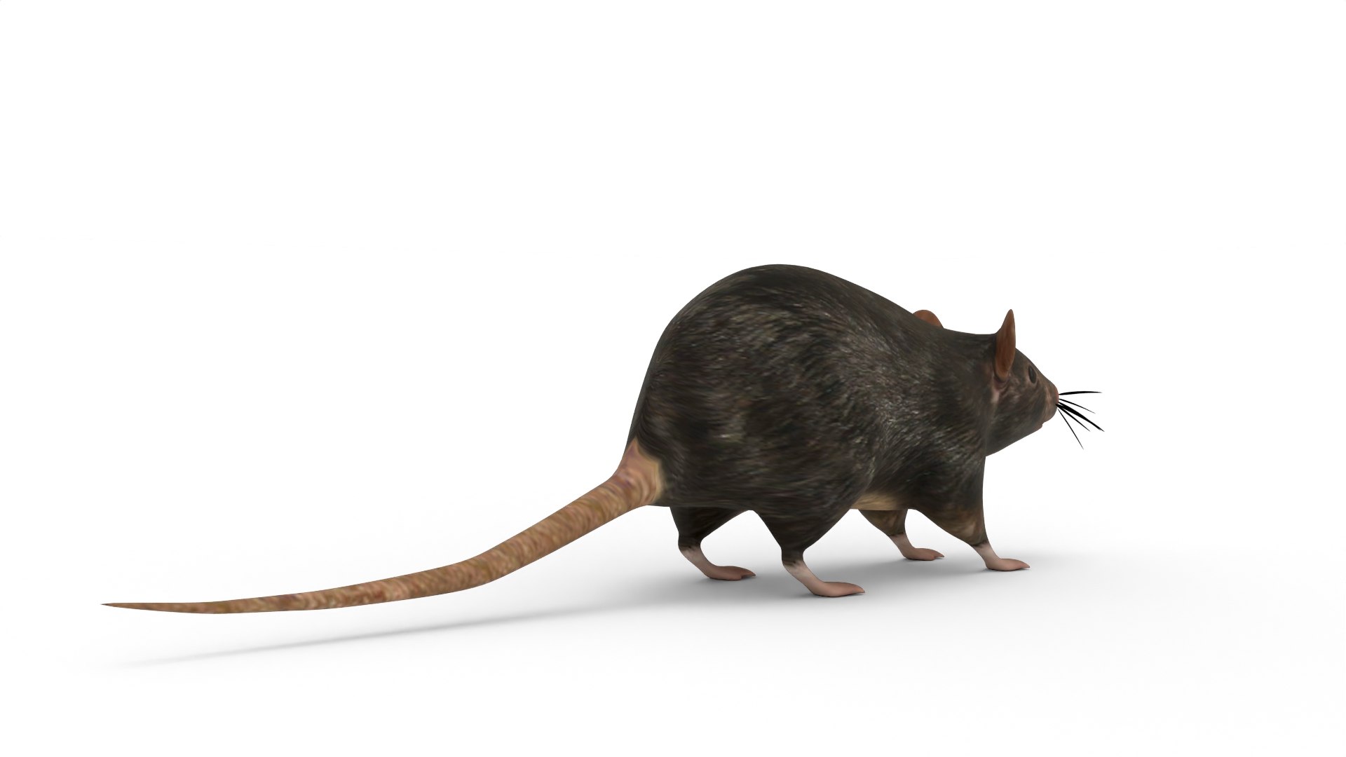 Rats 3D Model - TurboSquid 2296504