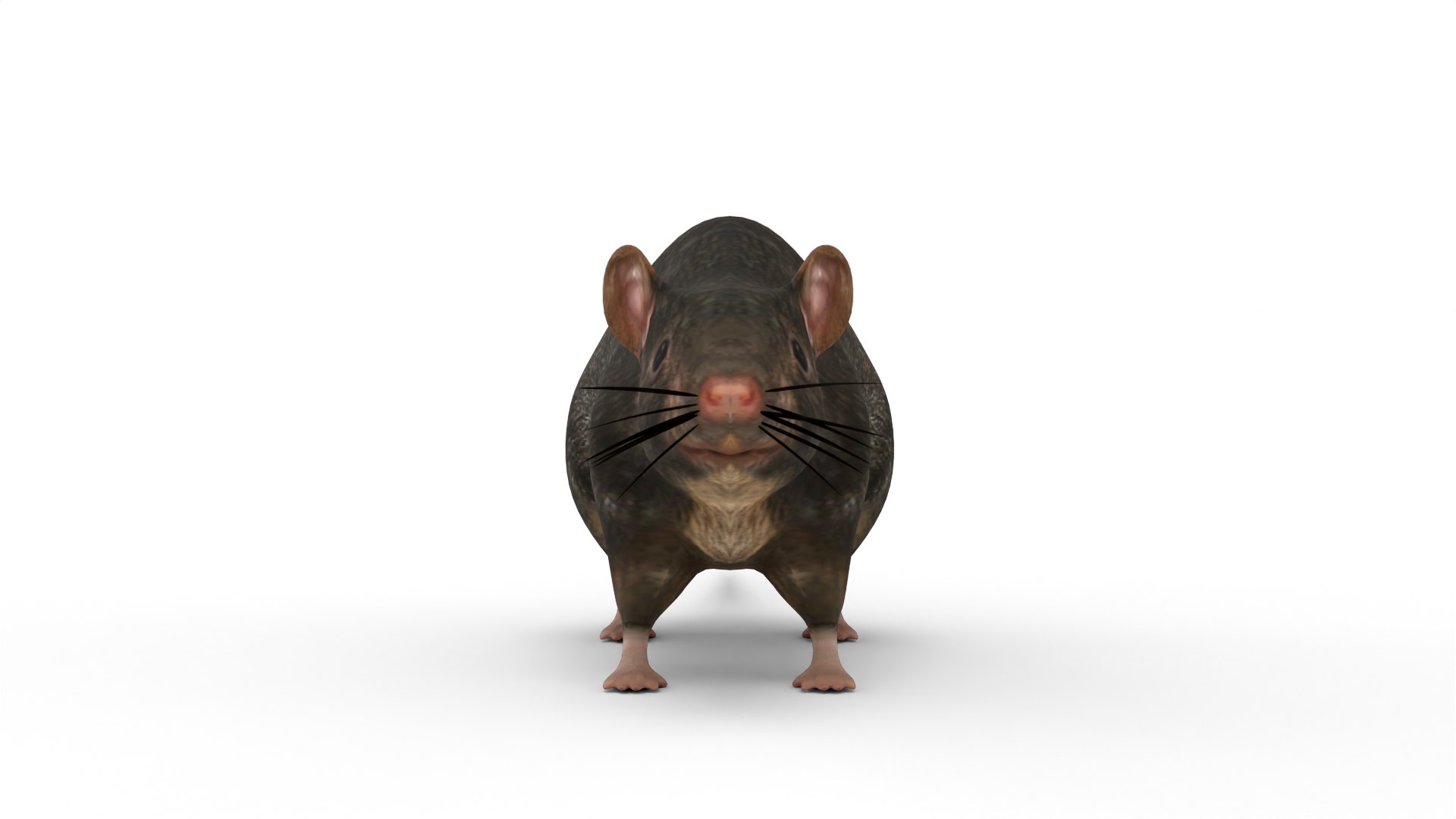 Rats 3D Model - TurboSquid 2296504