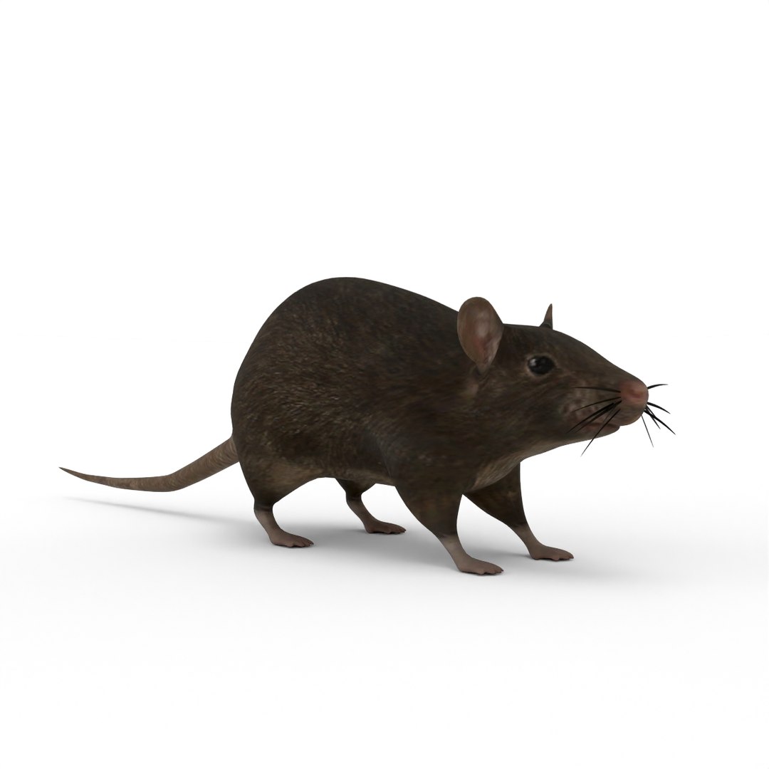 Rats 3D Model - TurboSquid 2296504