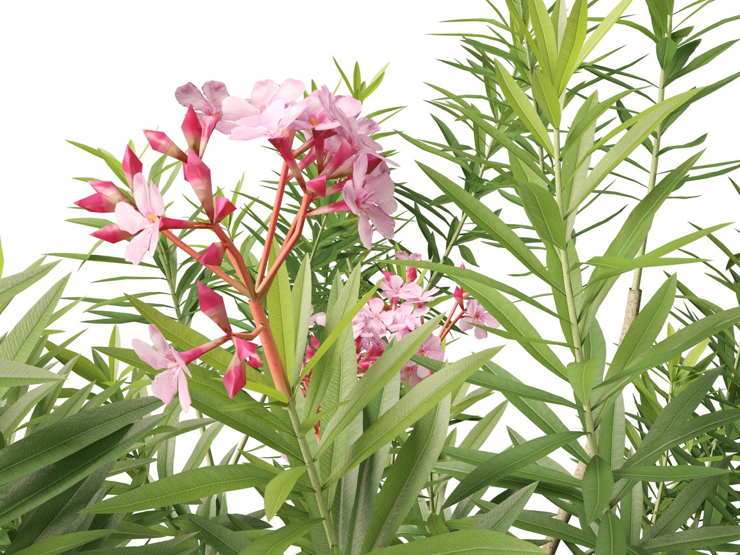 HighpolyLow Poly -  Nerium oleander - Rosebay 01 3D https://p.turbosquid.com/ts-thumb/cd/qfaXCG/9i/neriumoleander0111/jpg/1743684997/1920x1080/fit_q87/50ea18901ad66b6881916ed06078d825c3a3a2c0/neriumoleander0111.jpg