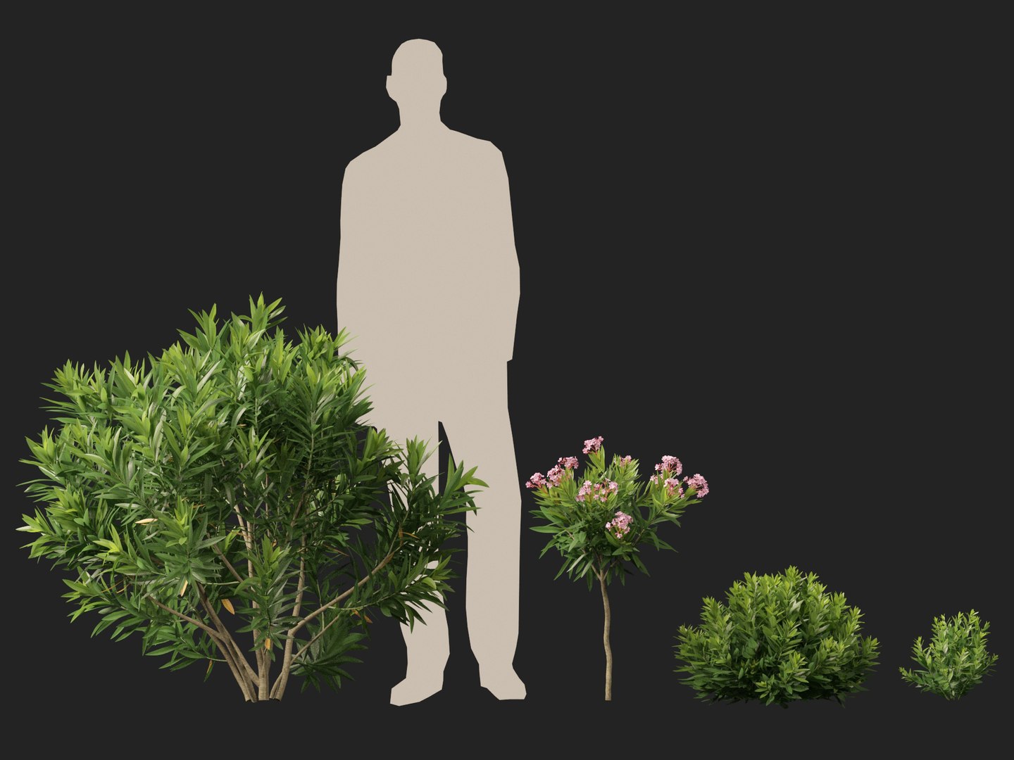 HighpolyLow Poly -  Nerium oleander - Rosebay 01 3D https://p.turbosquid.com/ts-thumb/cd/qfaXCG/Qq/neriumoleander018/jpg/1743684989/1920x1080/fit_q87/a734226f2273babbcffc51ee4d09f00f6b16a849/neriumoleander018.jpg