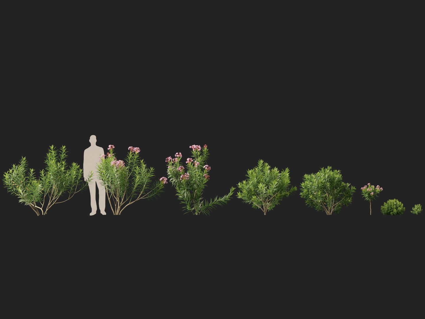 HighpolyLow Poly -  Nerium oleander - Rosebay 01 3D https://p.turbosquid.com/ts-thumb/cd/qfaXCG/SB/neriumoleander012/jpg/1743684980/1920x1080/fit_q87/7c2cd69438c35f09c072d904f825d9d1f3474fb1/neriumoleander012.jpg