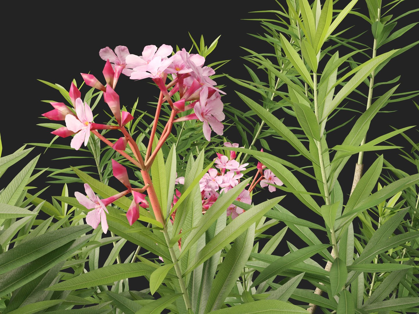 HighpolyLow Poly -  Nerium oleander - Rosebay 01 3D https://p.turbosquid.com/ts-thumb/cd/qfaXCG/YR/neriumoleander0112/jpg/1743684997/1920x1080/fit_q87/aeef7856ae3b3d166c6409328382e13aff05de21/neriumoleander0112.jpg