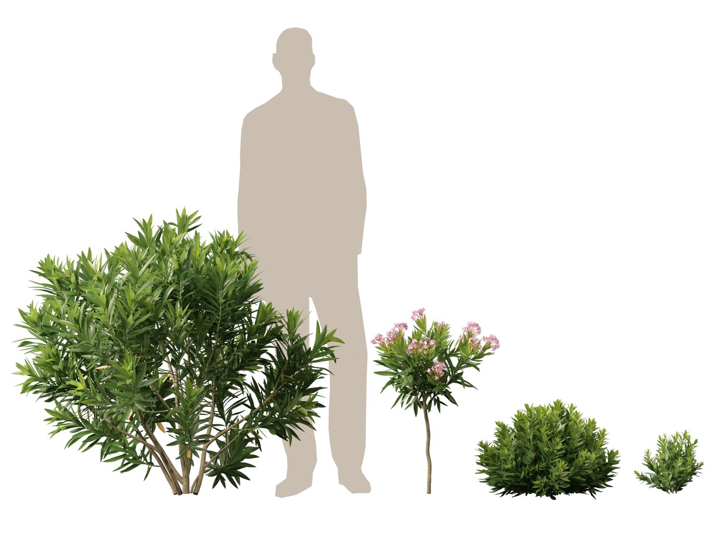HighpolyLow Poly -  Nerium oleander - Rosebay 01 3D https://p.turbosquid.com/ts-thumb/cd/qfaXCG/YZ/neriumoleander017/jpg/1743684988/1920x1080/fit_q87/37181878046fe964df100fffbf48b076418e7656/neriumoleander017.jpg