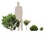 HighpolyLow Poly - Laurier-rose - Laurier-rose 01