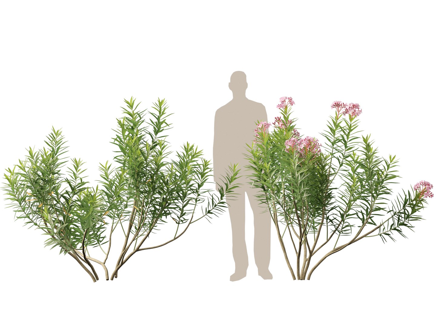 HighpolyLow Poly -  Nerium oleander - Rosebay 01 3D https://p.turbosquid.com/ts-thumb/cd/qfaXCG/ZG/neriumoleander013/jpg/1743684982/1920x1080/fit_q87/75ffd40bec773471d94dd9cd6d904497245a4e2a/neriumoleander013.jpg