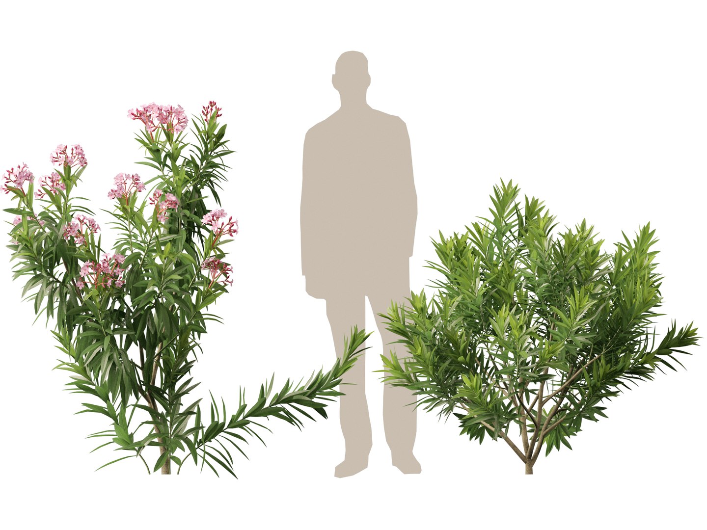 HighpolyLow Poly -  Nerium oleander - Rosebay 01 3D https://p.turbosquid.com/ts-thumb/cd/qfaXCG/bW/neriumoleander015/jpg/1743684986/1920x1080/fit_q87/bf89b43afd9cbe6e1b02a0d9378a0ae63e7c9817/neriumoleander015.jpg