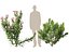 HighpolyLow Poly - Laurier-rose - Laurier-rose 01