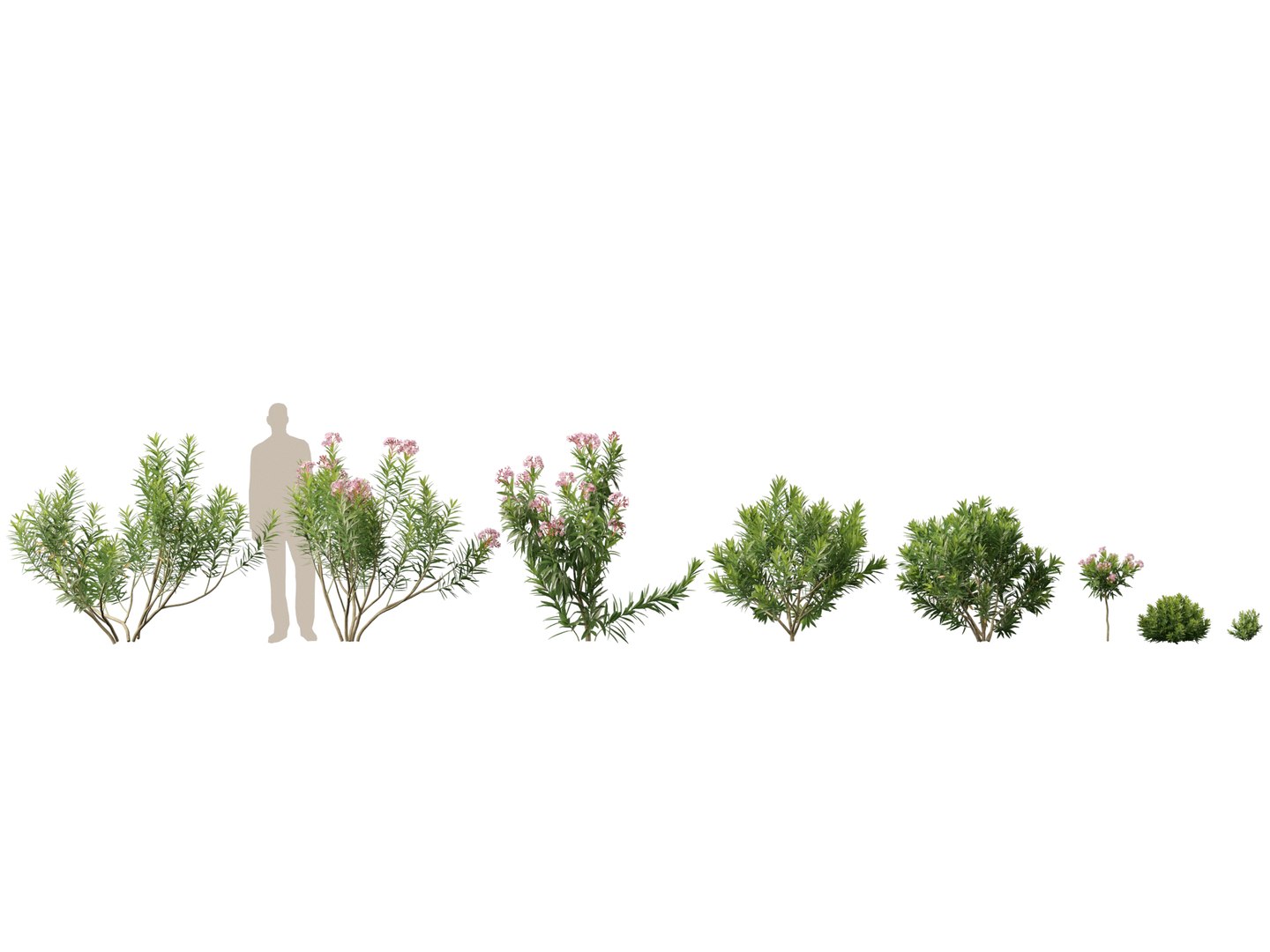 HighpolyLow Poly -  Nerium oleander - Rosebay 01 3D https://p.turbosquid.com/ts-thumb/cd/qfaXCG/eT/neriumoleander011/jpg/1743684980/1920x1080/fit_q87/772eaaccca1c2cfb4d2b45ab2af639916e793a56/neriumoleander011.jpg