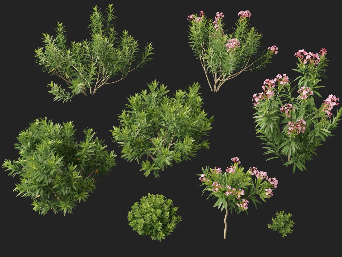 HighpolyLow Poly -  Nerium oleander - Rosebay 01 3D https://p.turbosquid.com/ts-thumb/cd/qfaXCG/ng/neriumoleander0110/jpg/1743684995/1920x1080/fit_q87/0a14429d6235b54322ea0b9fa6ca2373d7676c99/neriumoleander0110.jpg