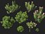 HighpolyLow Poly - Laurier-rose - Laurier-rose 01