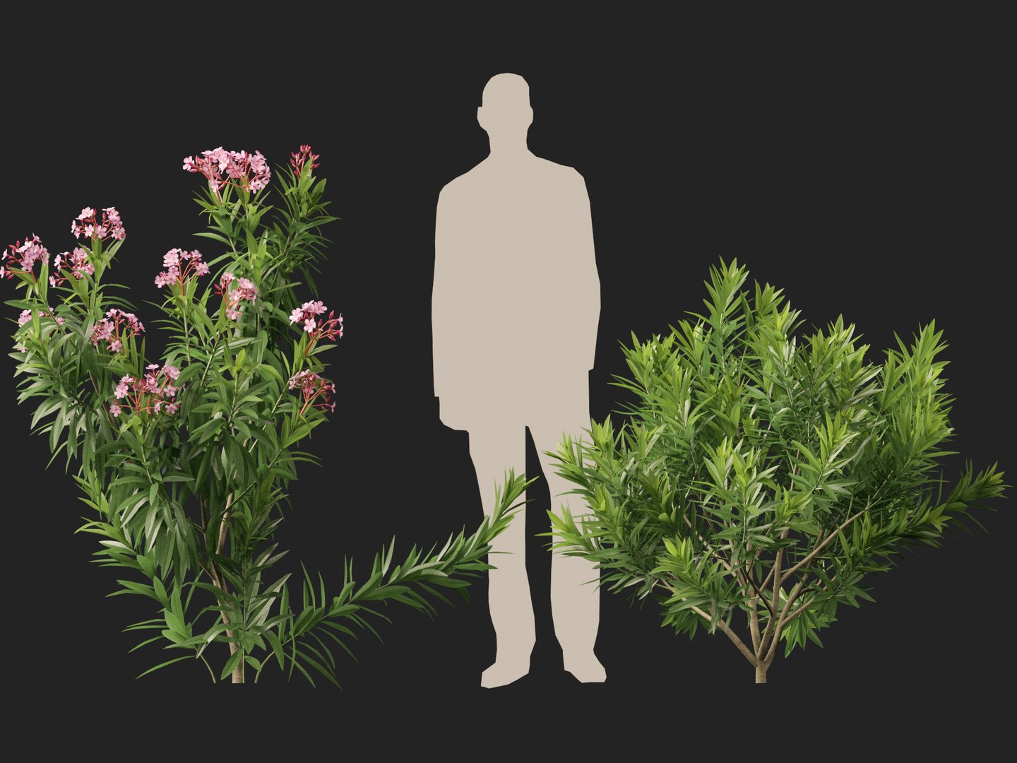 HighpolyLow Poly -  Nerium oleander - Rosebay 01 3D https://p.turbosquid.com/ts-thumb/cd/qfaXCG/or/neriumoleander016/jpg/1743684985/1920x1080/fit_q87/7a0afe816ed9894a4aad4eb8a699d2ab48f95db6/neriumoleander016.jpg