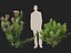 HighpolyLow Poly - Laurier-rose - Laurier-rose 01