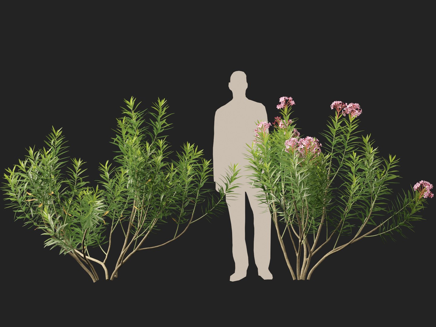 HighpolyLow Poly -  Nerium oleander - Rosebay 01 3D https://p.turbosquid.com/ts-thumb/cd/qfaXCG/zy/neriumoleander014/jpg/1743684982/1920x1080/fit_q87/316409e381099ecdb969bf85bc9ad4717e830ef1/neriumoleander014.jpg