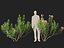 HighpolyLow Poly - Laurier-rose - Laurier-rose 01