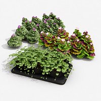 Ground Ivy and Bugleweed Plant Pack