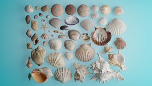 Realistic Ocean Seashell Conch Starfish 3D Model Collection blender 3D model