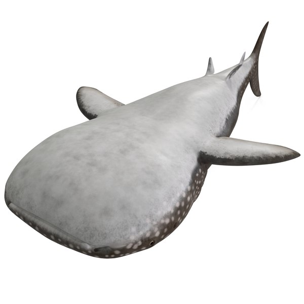 3d whale shark 2 model