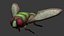 Fly