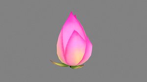 A purple lotus bud - Cartoon lotus model
