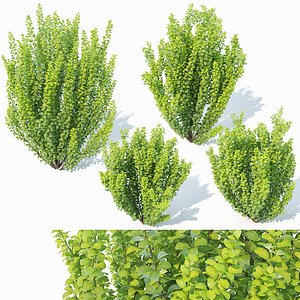 berberis thunbergii erecta 3D