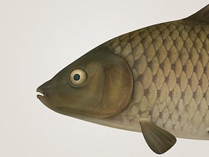 3d cyprinus carpio
